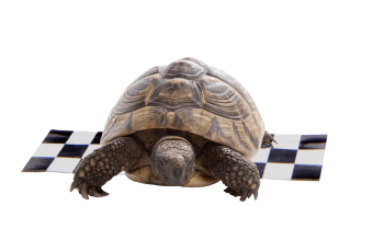 Tortoise with finish line